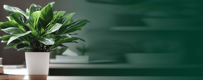 img Комнатные растения