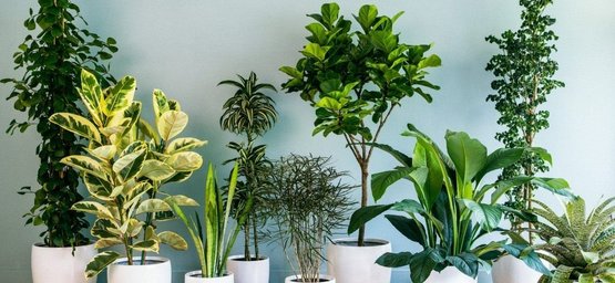 Топ 10 самых неприхотливых комнатных растений