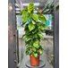 Эпипремнум на опоре